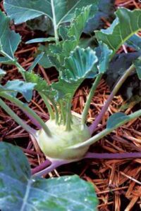How to Grow Kohlrabi Image